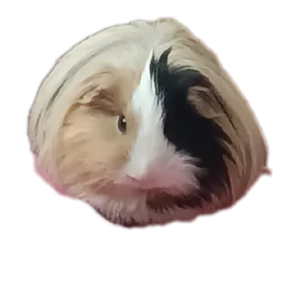 🐶 emoji Крутышки Telegram sticker 5 of 60