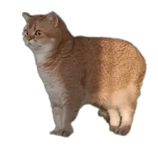 🐱 emoji Крутышки Telegram sticker 22 of 60