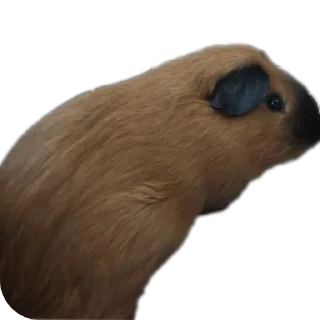 🐦 emoji Крутышки Telegram sticker 10 of 60
