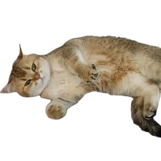 🐱 emoji Крутышки Telegram sticker 8 of 60
