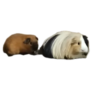 🐶 emoji Крутышки Telegram sticker 17 of 60