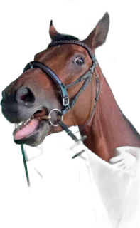 Sticker from Liza&horses