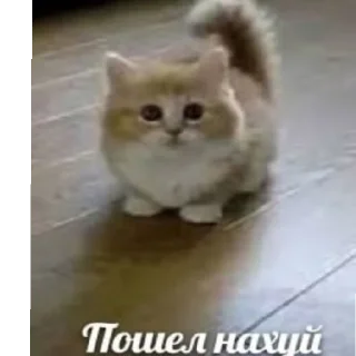 Sticker from чо