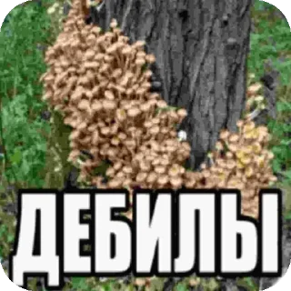 🤝 emoji Грибы спорят🤯 Telegram sticker 20 of 45