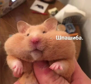 😇 emoji стикерс от соньки Telegram sticker 13 of 43