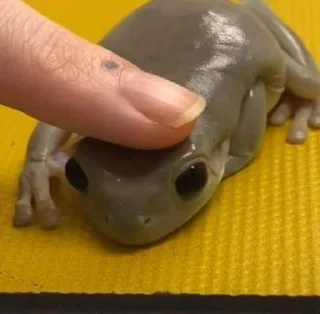 💗 emoji Лягушки 🐸💗 Telegram sticker 21 of 43