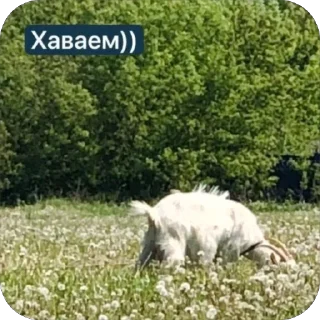 Sticker from ✨От Анатолия))✨ :: @kotik_nomer1