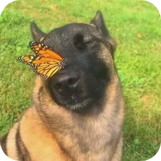 😇 emoji Солянка by @shitposting_XD Telegram sticker 10 of 119