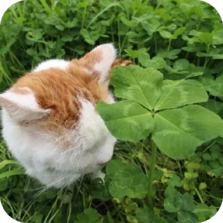 🍀 emoji Солянка by @shitposting_XD Telegram sticker 19 of 119