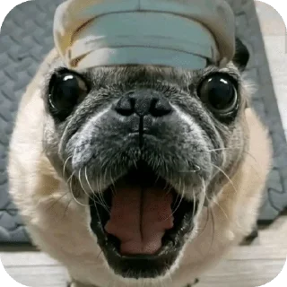 🌟 emoji Солянка by @shitposting_XD Telegram sticker 5 of 119