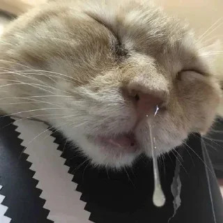 💤 emoji злоебучий вилсаком 2.0 Telegram sticker 15 of 36