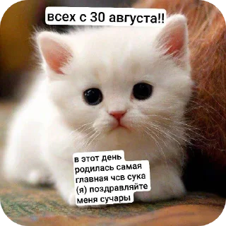 🐱 emoji самат иди нахуй Telegram sticker 13 of 120
