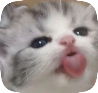 🫧 emoji meow Telegram sticker 18 of 50