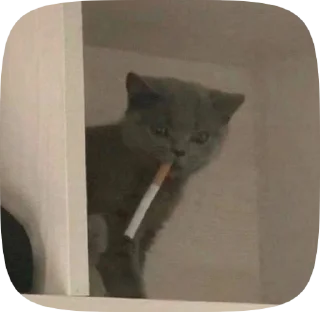 Sticker from meow