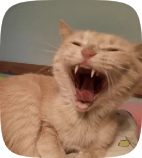 🫧 emoji meow Telegram sticker 11 of 50