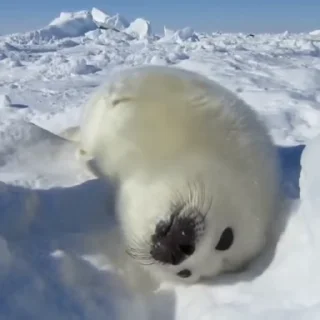 Sticker from bby seal