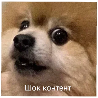 😄 emoji А шо тут? А нішо Telegram sticker 17 of 40