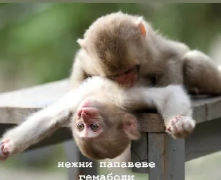 😩 emoji пепапеве гемабоди Telegram sticker 8 of 18
