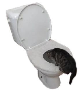 🚽 emoji КОТЕК Маркус Telegram sticker 14 of 22