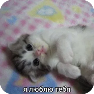 🐱 emoji Котек Ири Telegram sticker 16 of 23