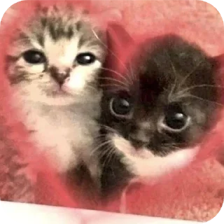 ❤ emoji Котек Ири Telegram sticker 23 of 23