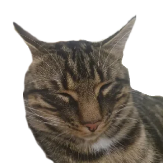 💤 emoji КОТЕК Маркус Telegram sticker 5 of 22