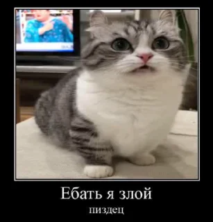 Sticker from Демотиваторный Котек