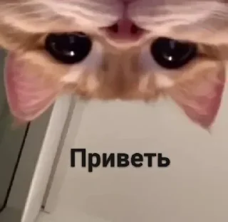 Sticker from ладжон 3