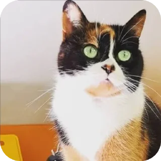 🐱 emoji Куки сливкишоу @coolguyyyyyyy Telegram sticker 7 of 10