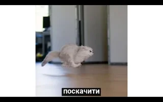 🌟 emoji Котячные буханки Telegram sticker 5 of 14