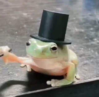 🎩 emoji Лягушки 🐸💗 Telegram sticker 18 of 43