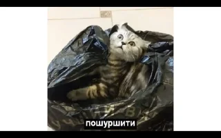 🌟 emoji Котячные буханки Telegram sticker 7 of 14