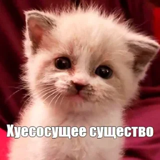 🙂 emoji Шлюхи Telegram sticker 12 of 19