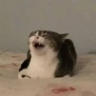🤣 emoji Передрузья какиета Telegram sticker 19 of 120