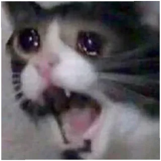 😭 emoji Истерика Деда Telegram sticker 20 of 120