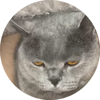 🌟 emoji Luzga Telegram sticker 12 of 20