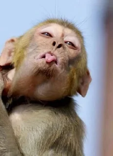 😋 emoji Best monkeys Telegram sticker 6 of 73