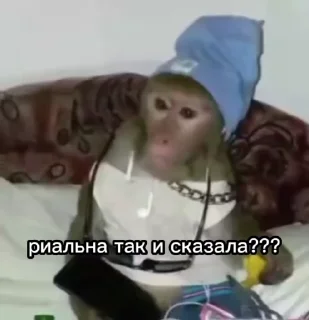 😐 emoji monkeys: @yusufbek_official Telegram sticker 21 of 118