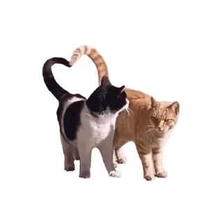 🐱 emoji @speeds31 🌟 Telegram sticker 16 of 31