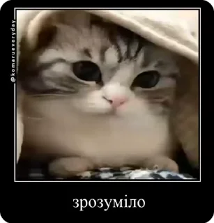 🌟 emoji Котики українською Telegram sticker 21 of 50