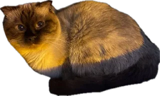 😸 emoji Данила Горила🦍 Telegram sticker 18 of 32