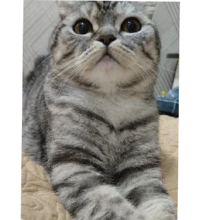 🐱 emoji 🩶Ханна🤍 Telegram sticker 24 of 41