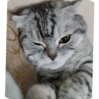 🐱 emoji 🩶Ханна🤍 Telegram sticker 7 of 41