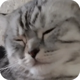🐱 emoji 🩶Ханна🤍 Telegram sticker 16 of 41
