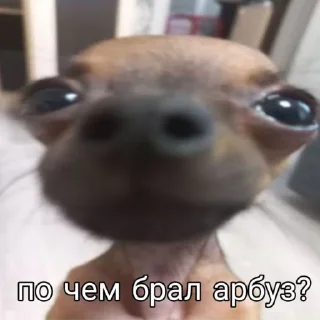 💗 emoji Бебрик Юми Telegram sticker 16 of 26