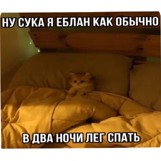 🐱 emoji Стики Telegram sticker 12 of 120