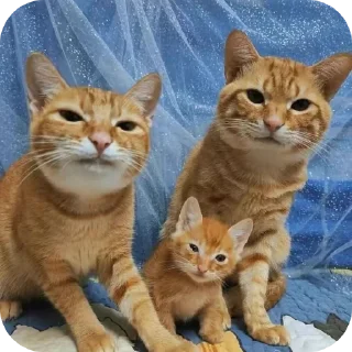 🐱 emoji Стики от Грачика Telegram sticker 6 of 35
