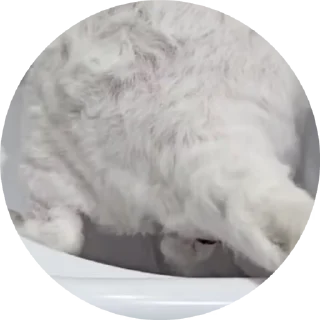 🌟 emoji жизнь благодаря НУШ Telegram sticker 18 of 44