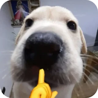 🐶 emoji говорящие meme's (и не только) Telegram sticker 5 of 61