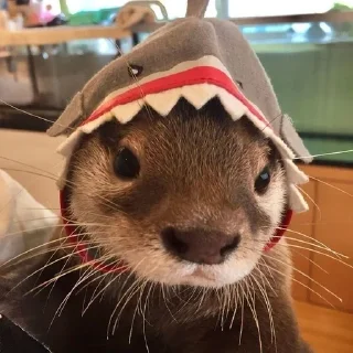 🌟 emoji 😜 Funny Animals | @Earth138 Telegram sticker 14 of 45